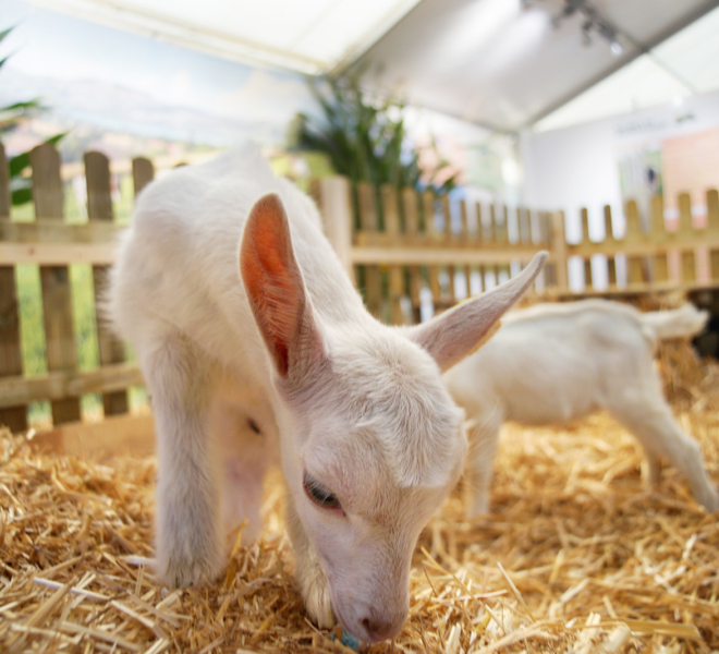 Gewerbeausstellung Beromünster, kleine Geissen