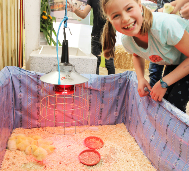 Bibeli unter der Wärmelampe an der Gewerbeausstellung Stärne füfi in Beromünster