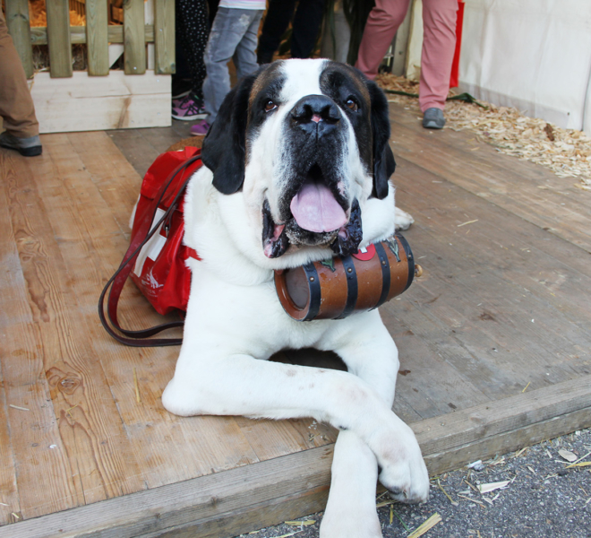 Bernardinerhund an der Gewerbeausstellung Stärne füfi in Beromünster
