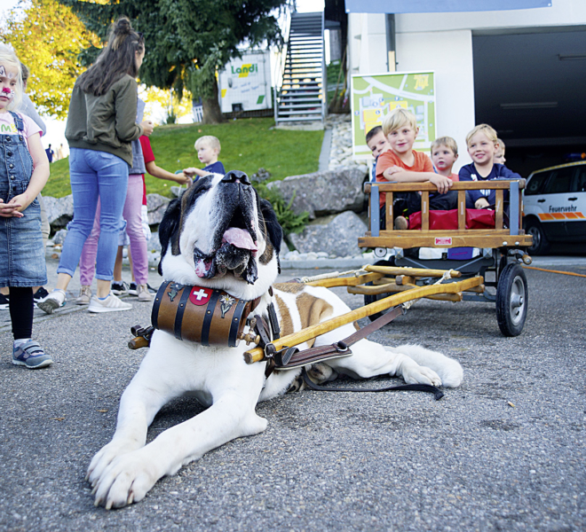 Bernardinerhund an der Gewerbeausstellung Stärne füfi in Beromünster